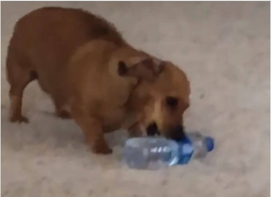 ダックスフンド,動画