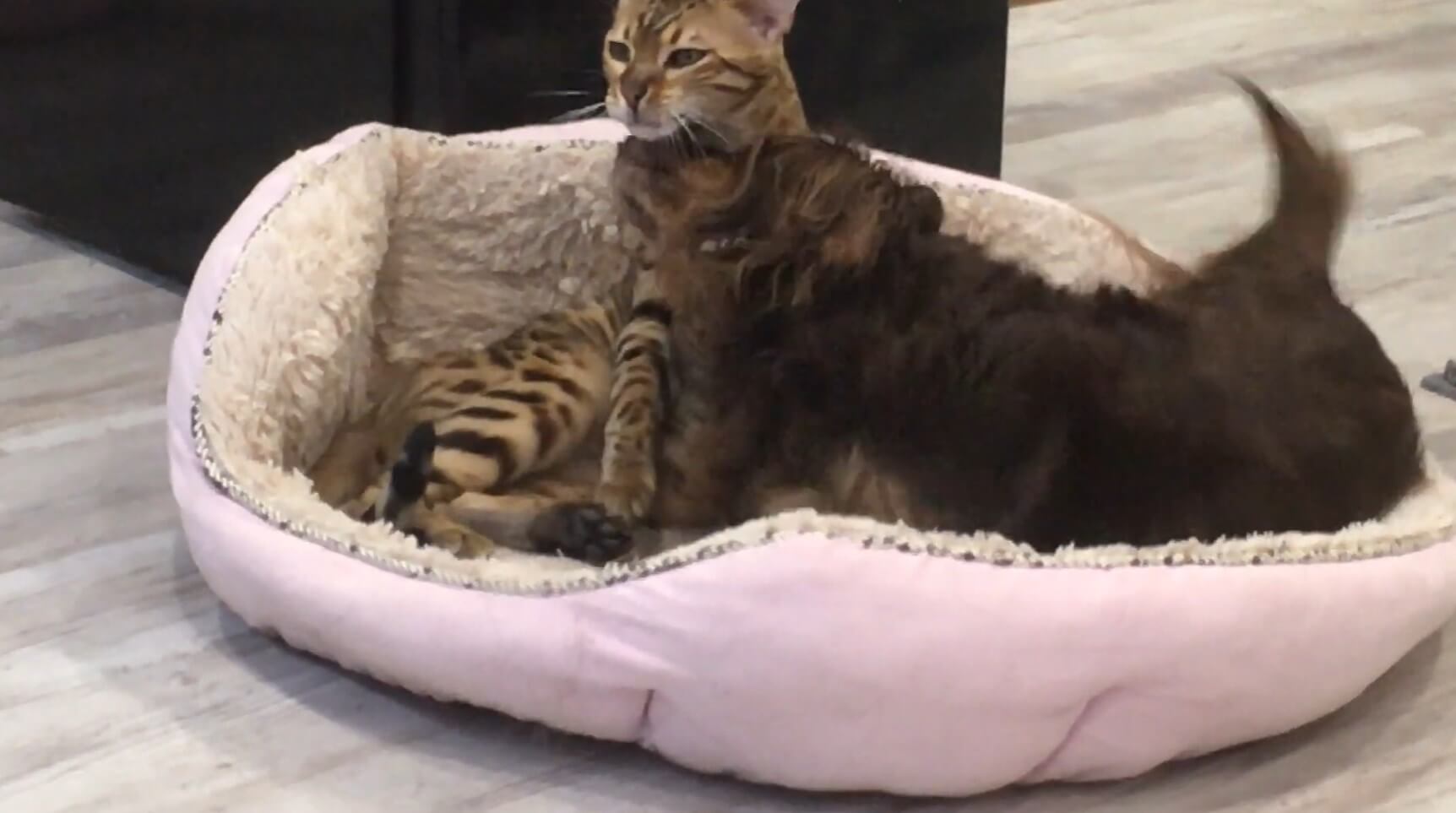 ダックスフンド,動画