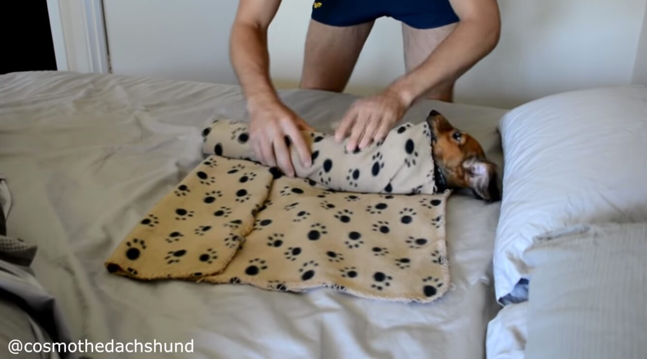 ダックスフンド,動画