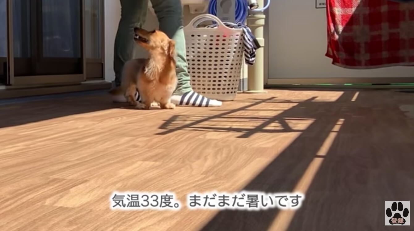 ダックスフンド,動画