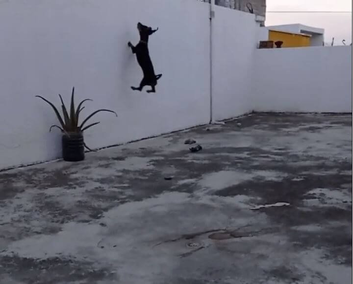 ダックスフンド,動画