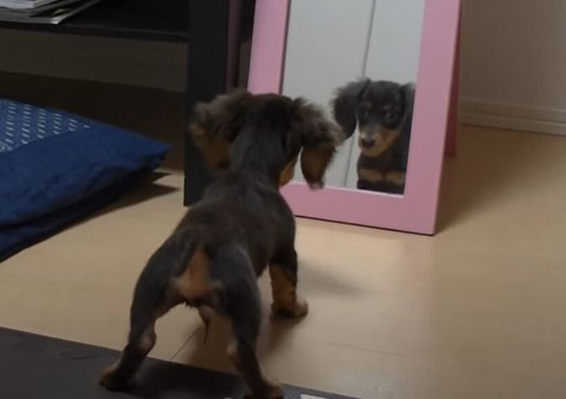 ダックスフンド,動画