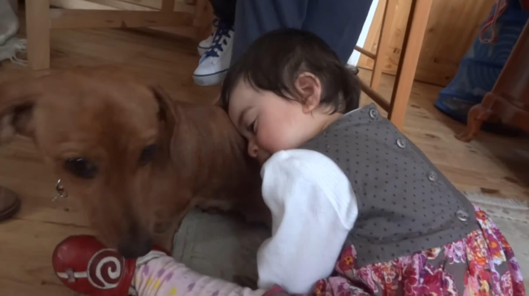 ダックスフンド,動画