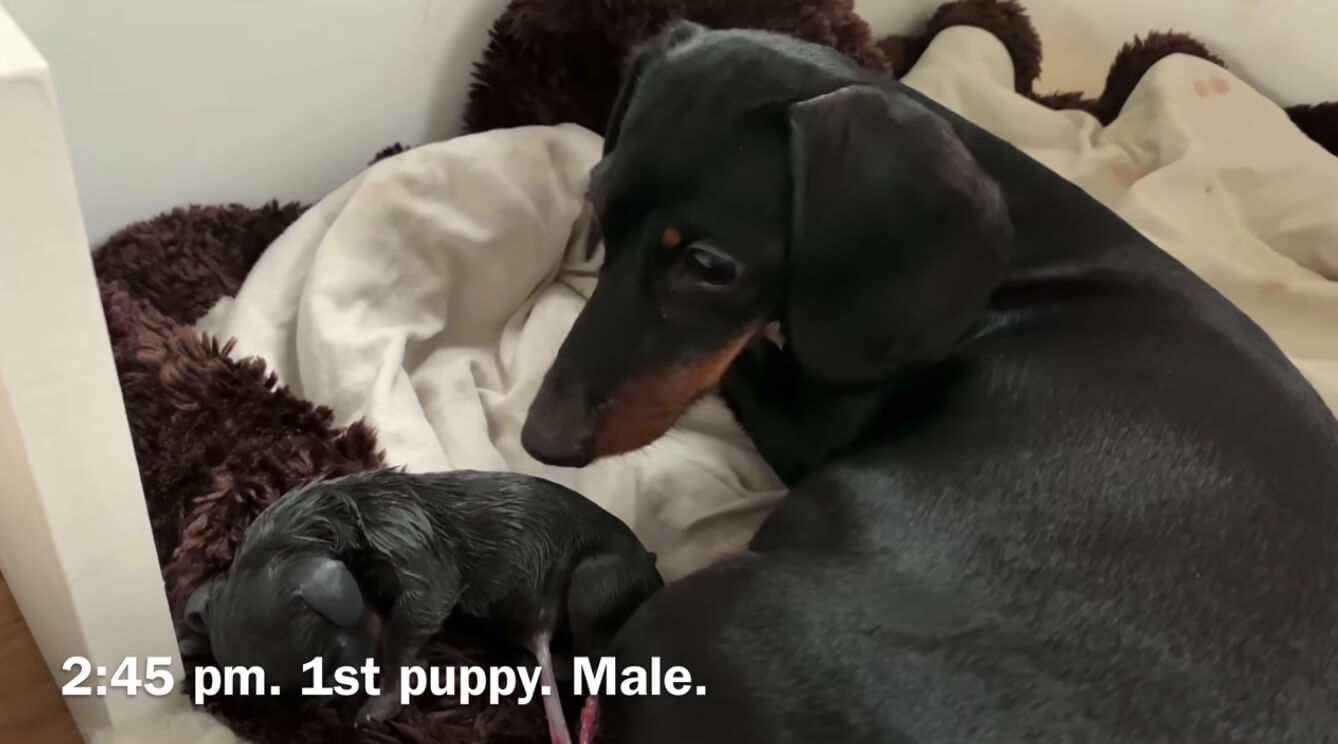 ダックスフンド,動画