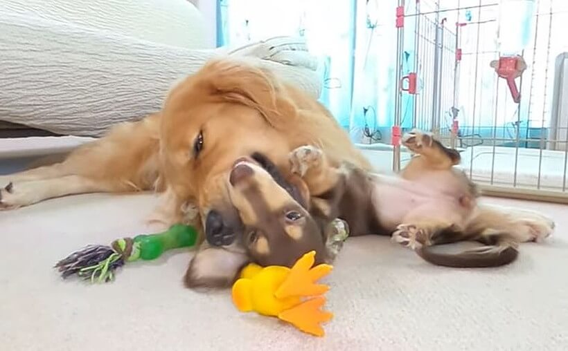 ダックスフンド,動画