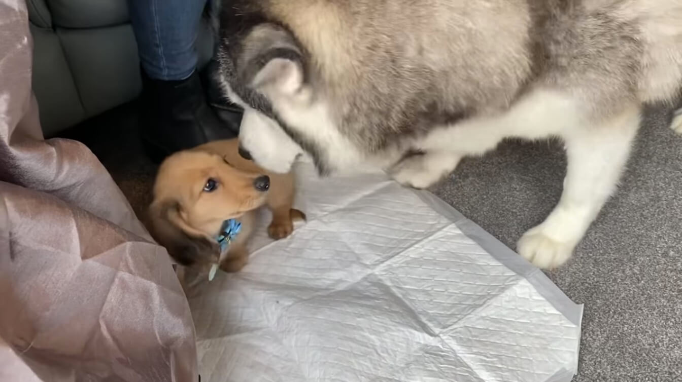 ダックスフンド,動画