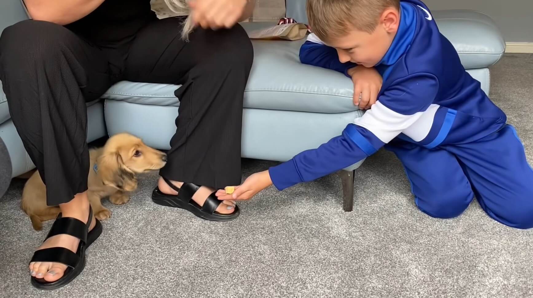 ダックスフンド,動画