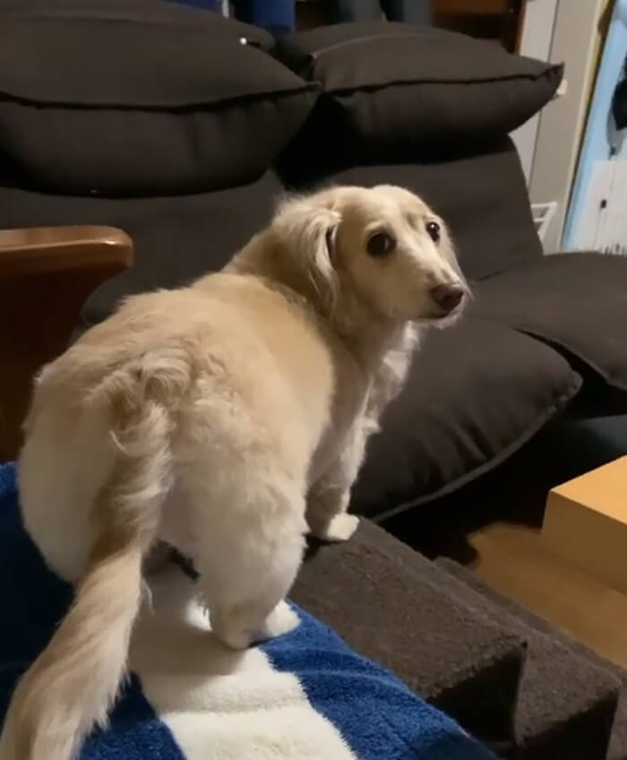 ダックスフンド,動画