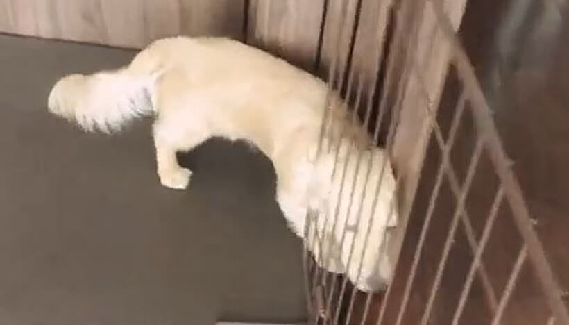 ダックスフンド,動画