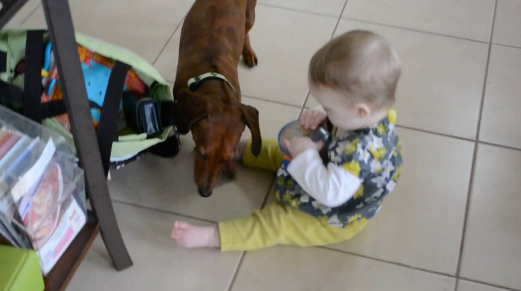 ダックスフンド,動画