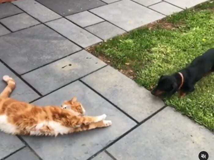 ダックスフンド,動画