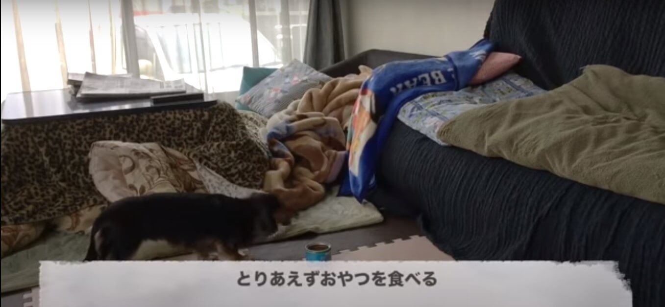 ダックスフンド,動画