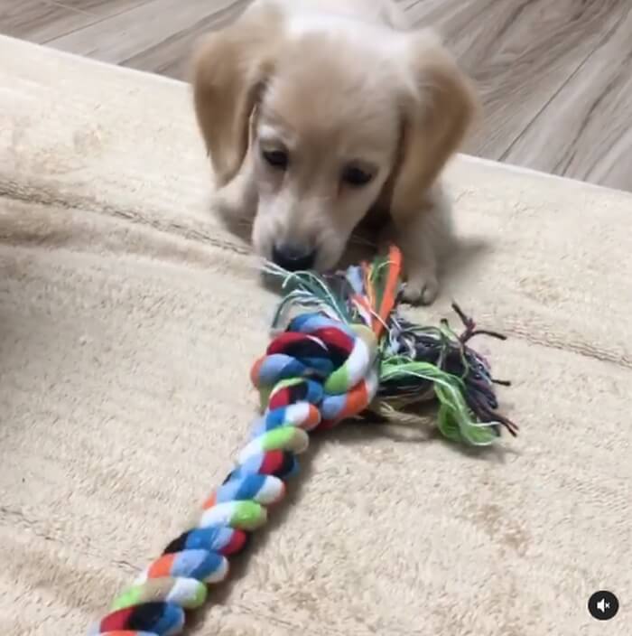 ダックスフンド,動画