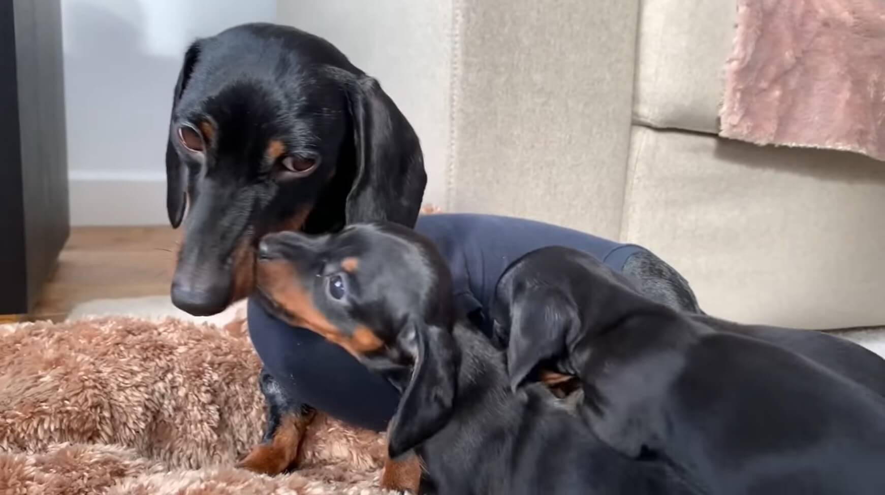 ダックスフンド,動画