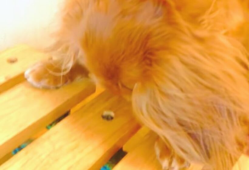 ダックスフンド,動画