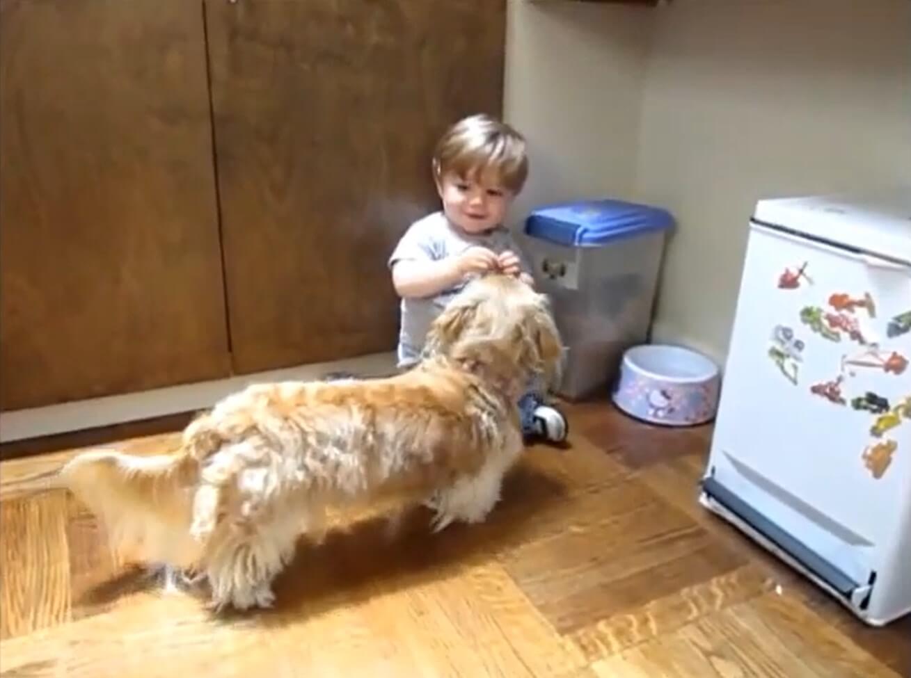 ダックスフンド,動画