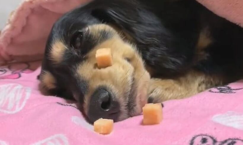 ダックスフンド,動画