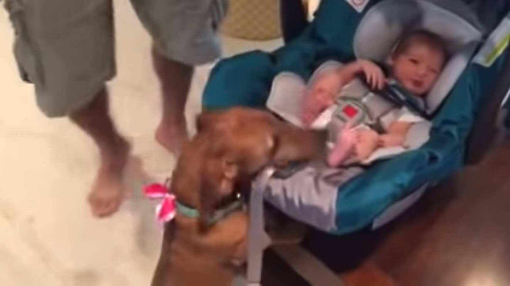 ダックスフンド,動画