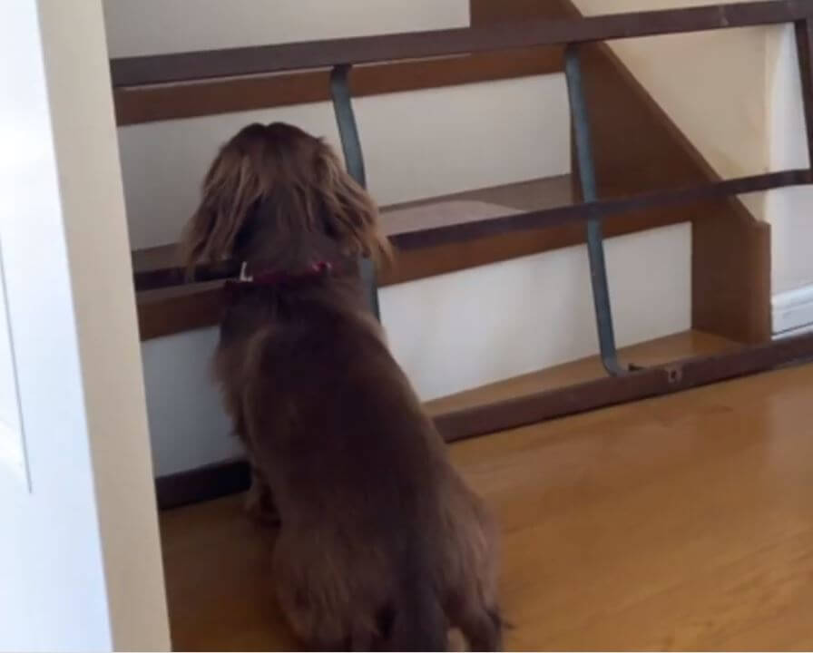 ダックスフンド,動画