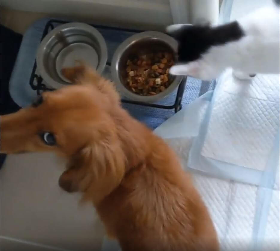 ダックスフンド,動画