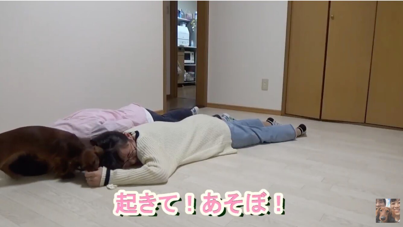 ダックスフンド,動画