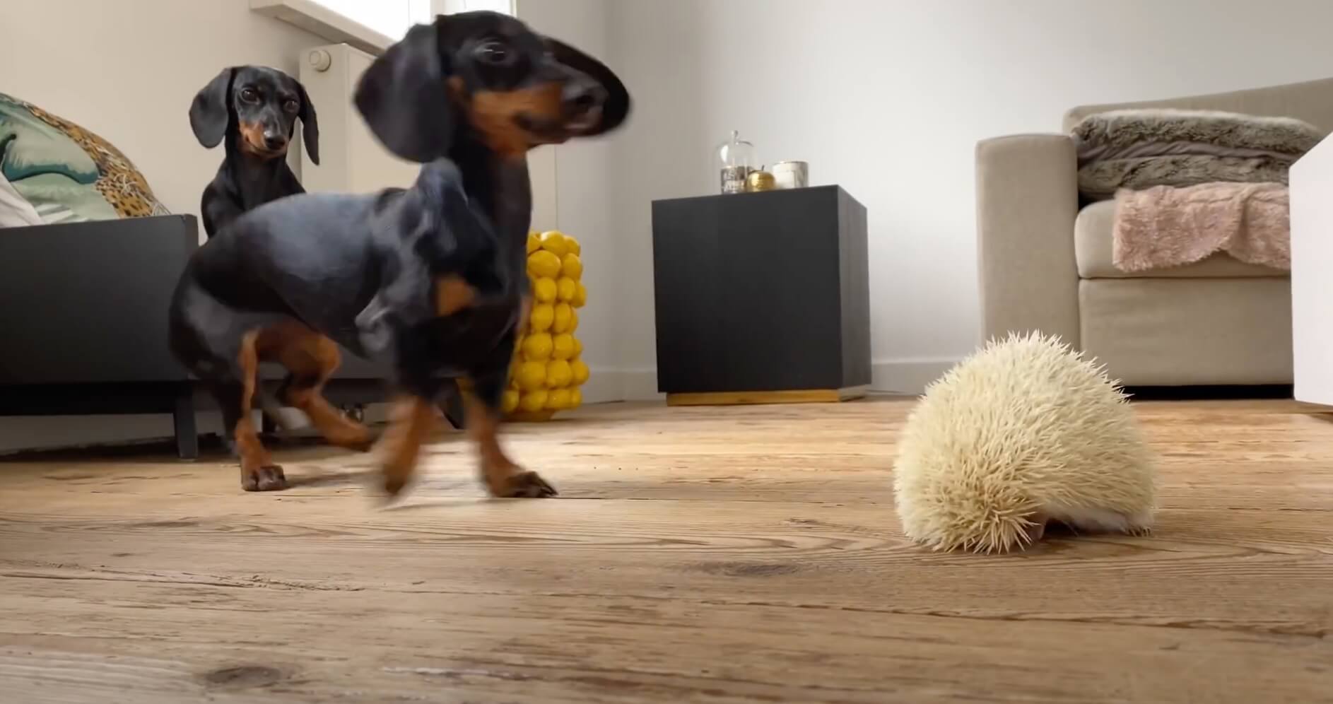 ダックスフンド,動画