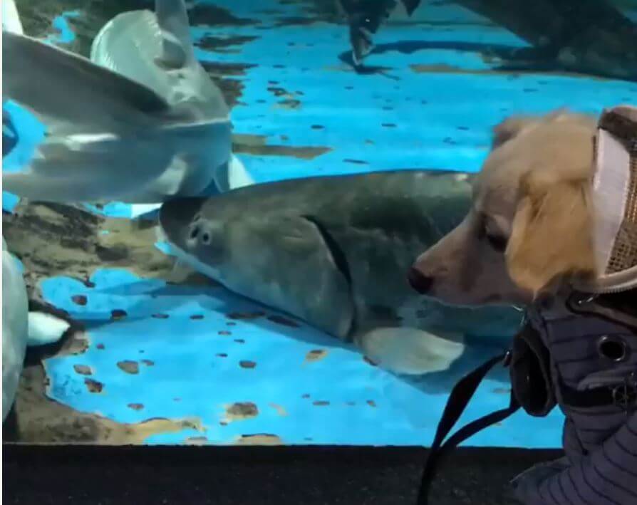 ダックスフンド,動画