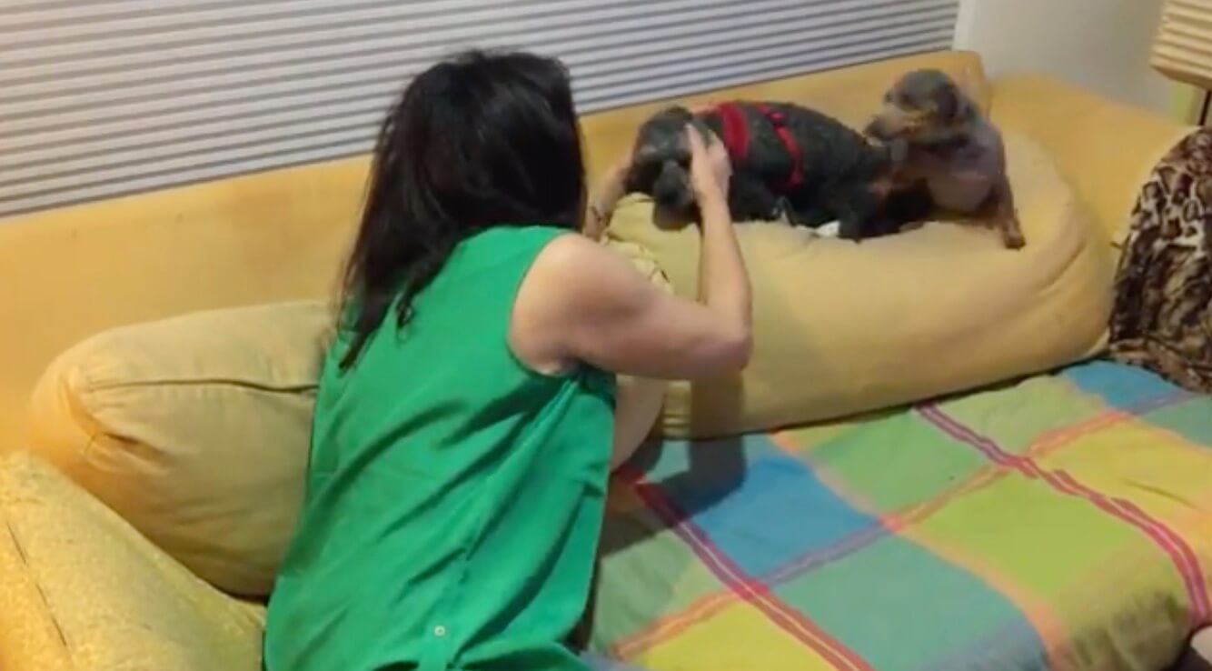 ダックスフンド,動画