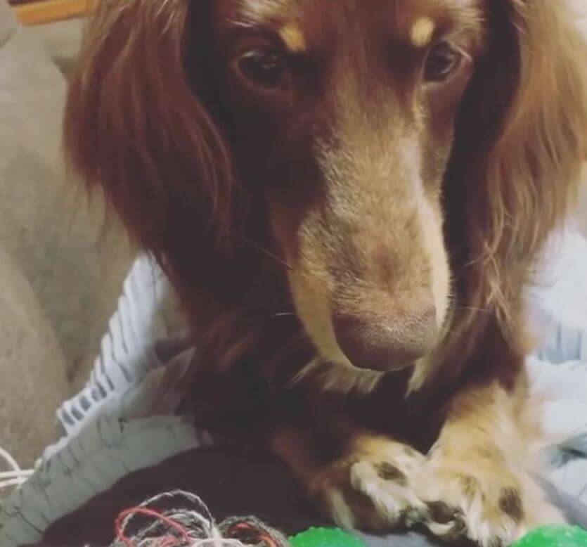 ダックスフンド,動画