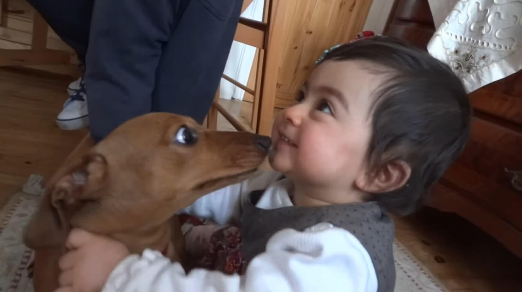 ダックスフンド,動画