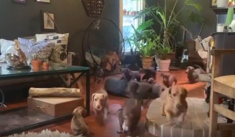 ダックスフンド,動画