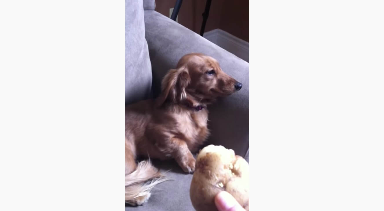 ダックスフンド,動画