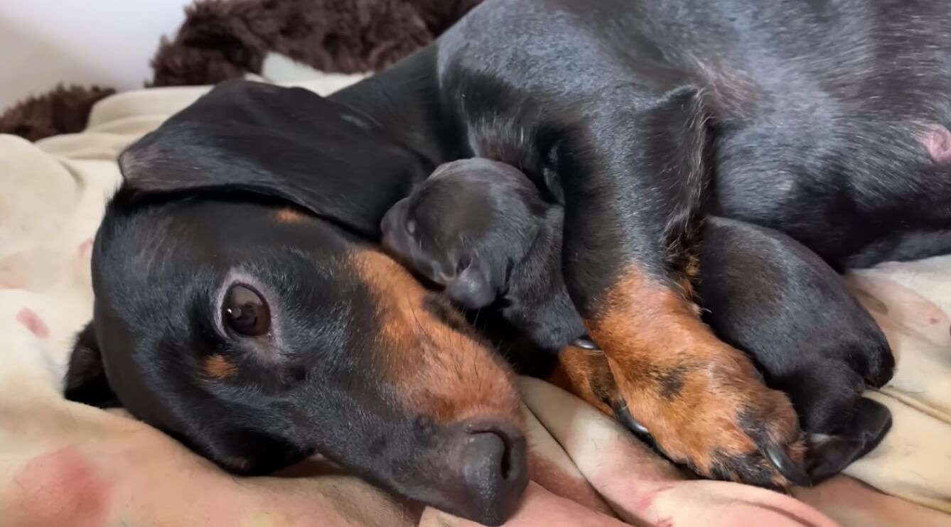 ダックスフンド,動画