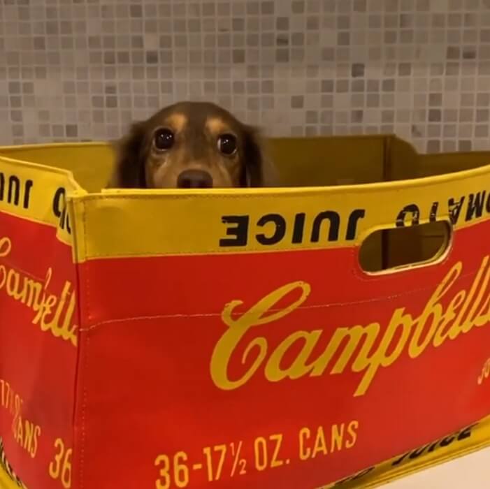 ダックスフンド,動画