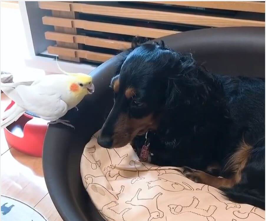 ダックスフンド,動画