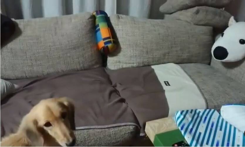 ダックスフンド,動画