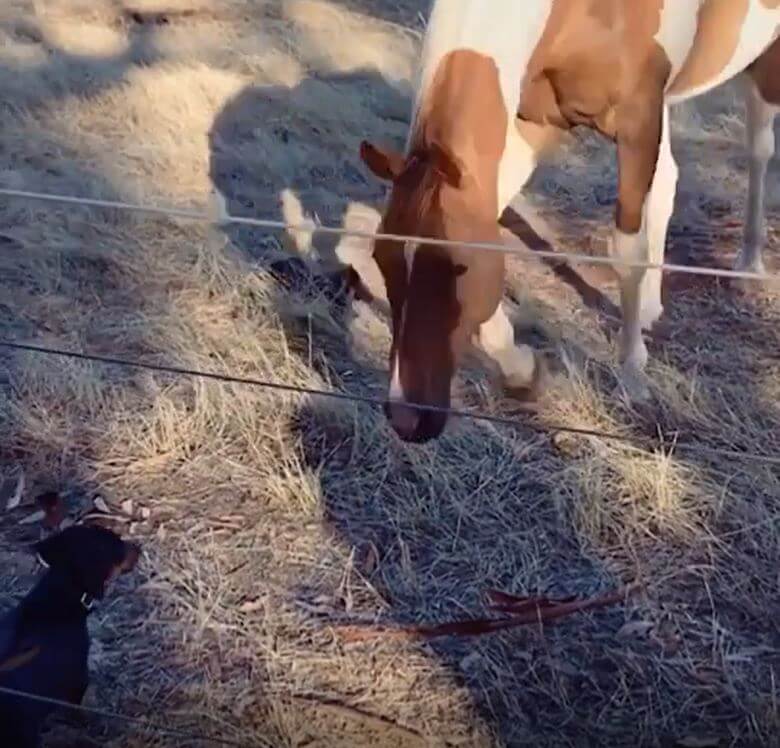 ダックスフンド,動画