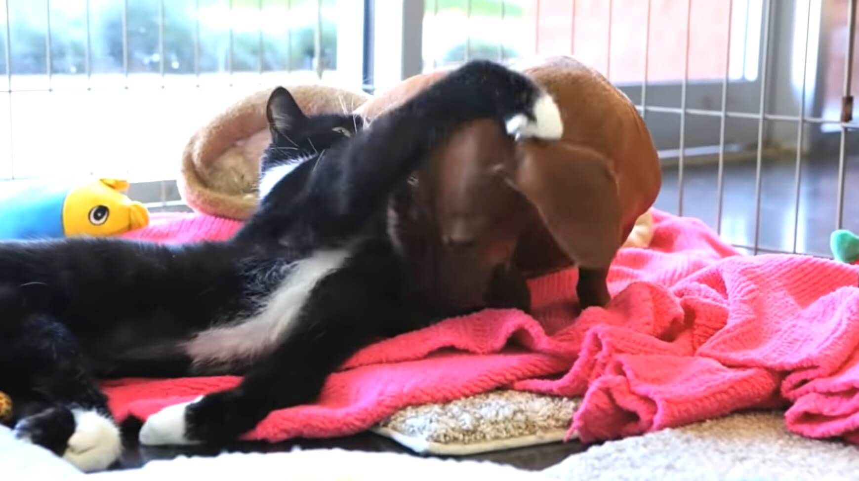 ダックスフンド,動画