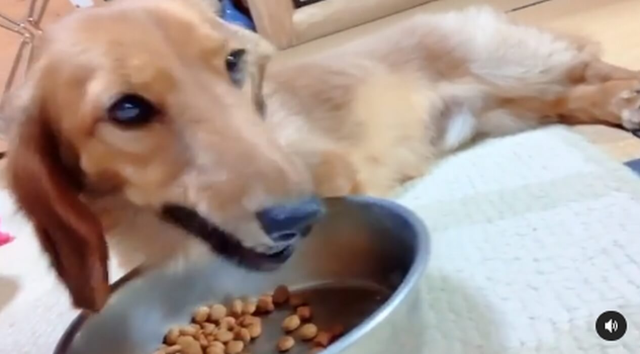 ダックスフンド,動画