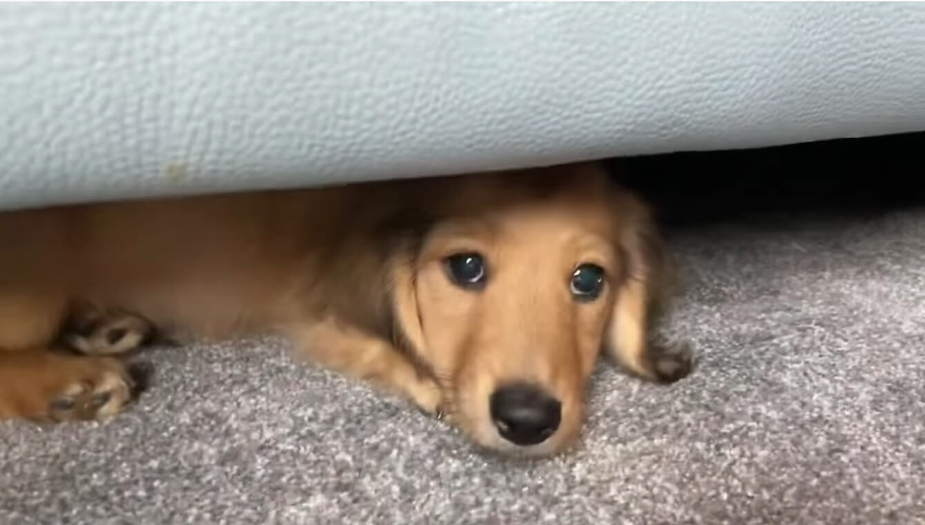 ダックスフンド,動画