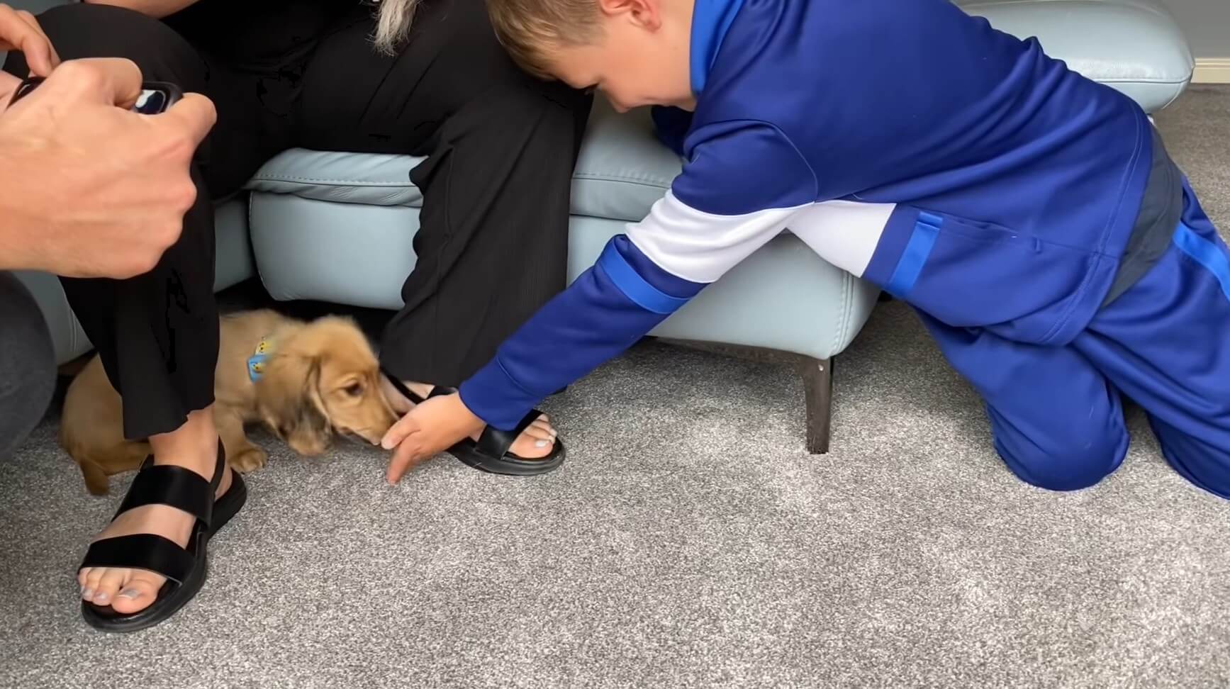 ダックスフンド,動画