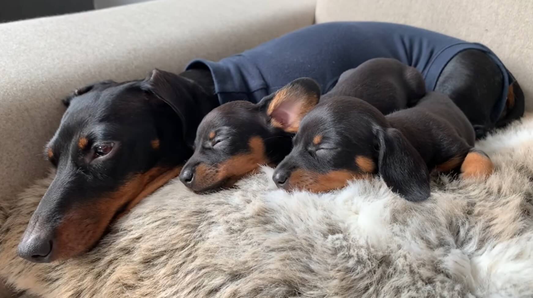 ダックスフンド,動画