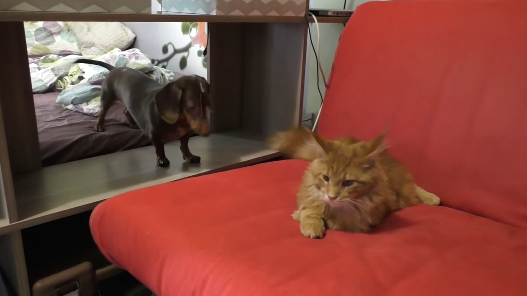 ダックスフンド,動画