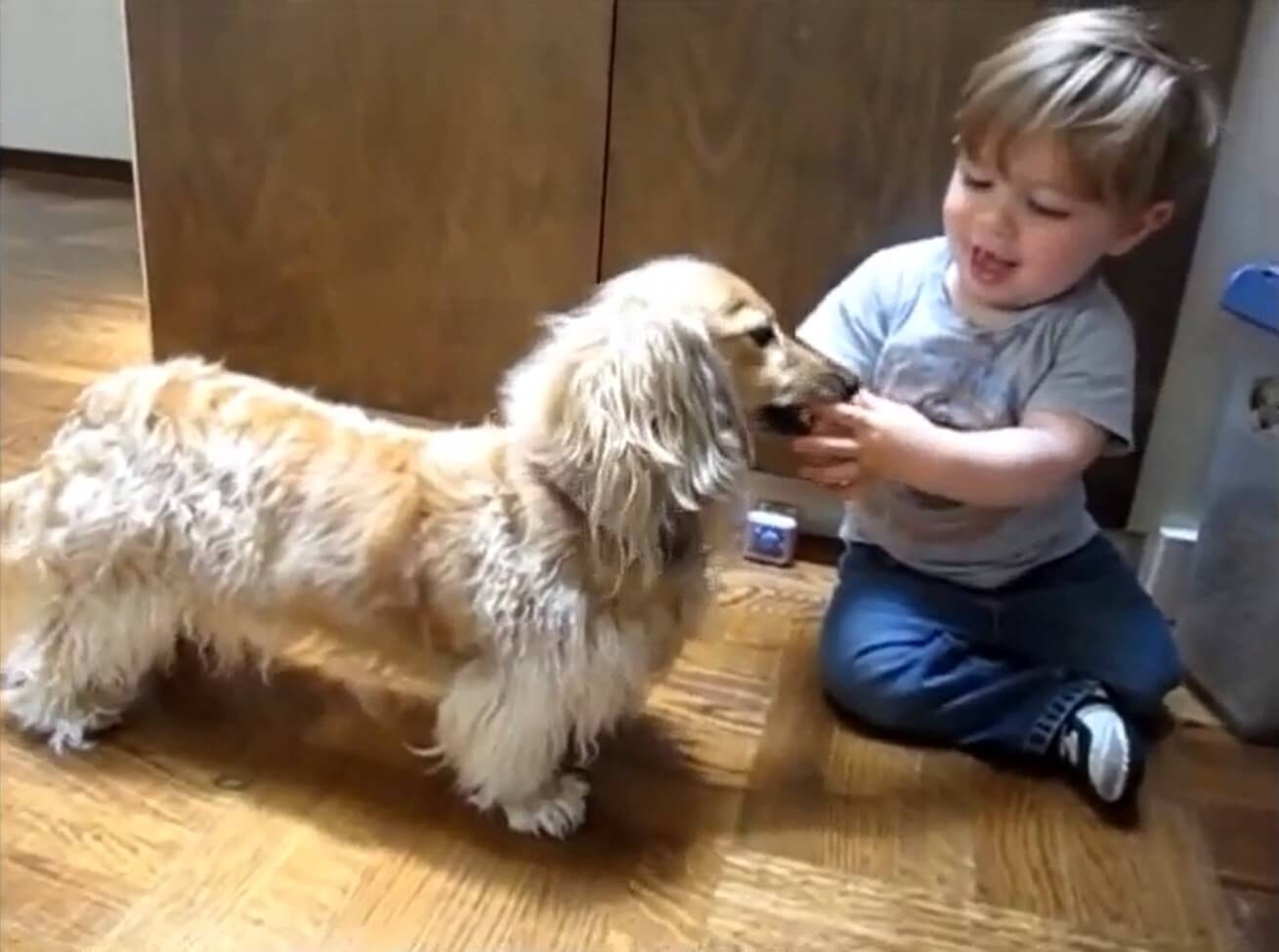 ダックスフンド,動画