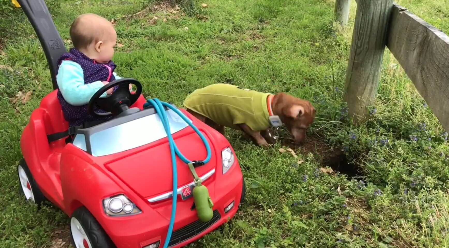 ダックスフンド,動画