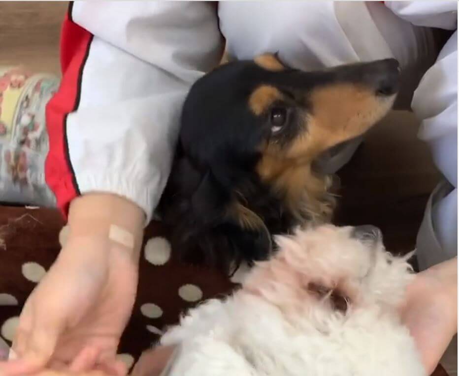 ダックスフンド,動画