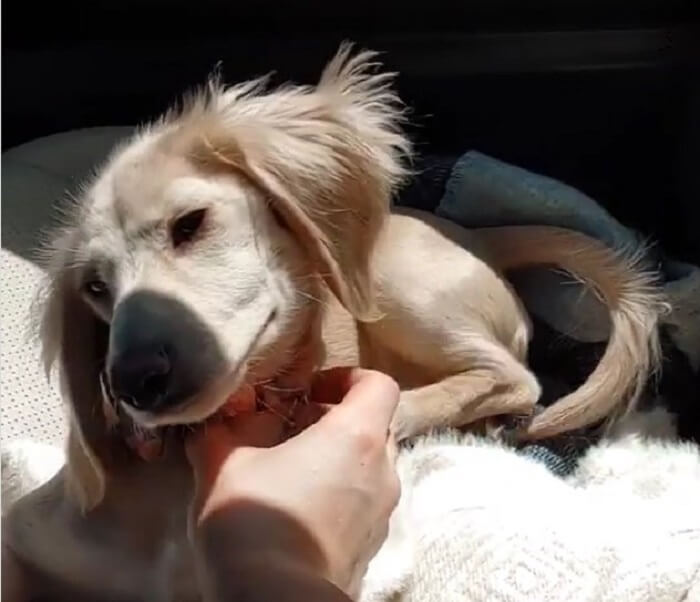 ダックスフンド,動画