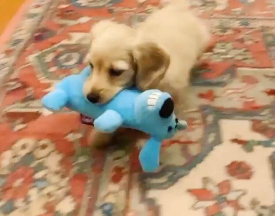 ダックスフンド,動画