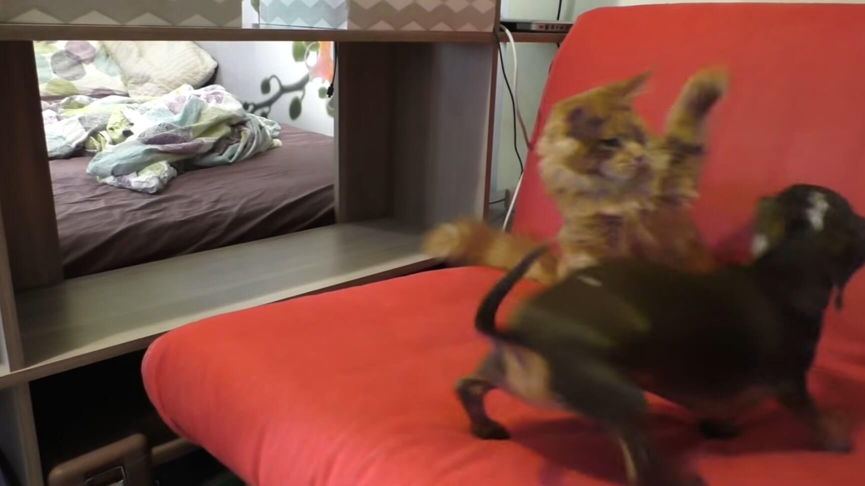 ダックスフンド,動画