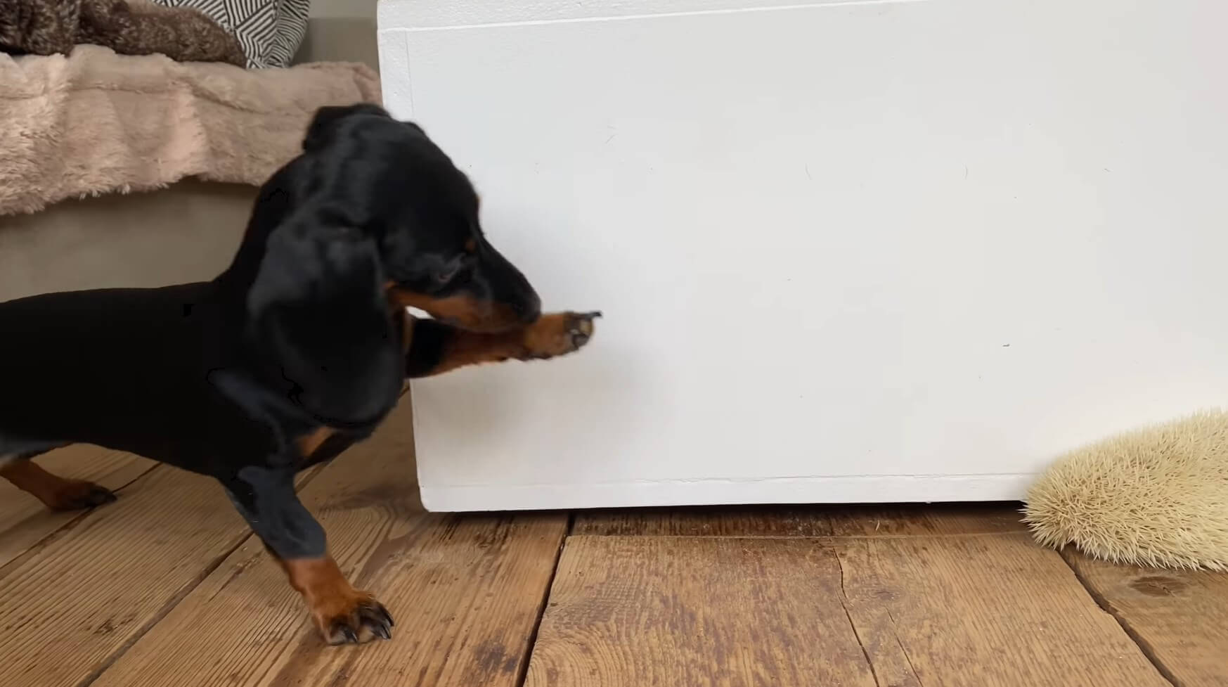 ダックスフンド,動画